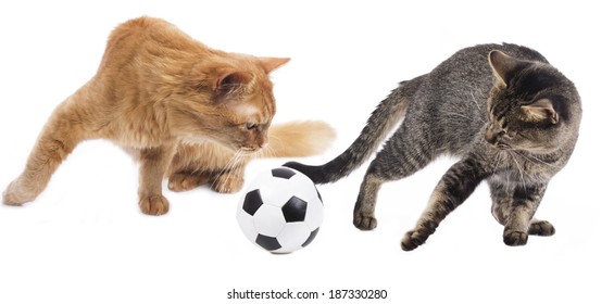 cat soccer ball