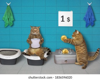 Cats Are In A Public Restroom. A Cat Gives An Entrance Fee.