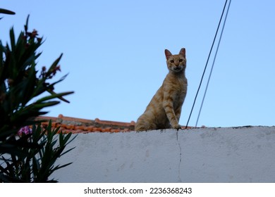 Cats relax in street of Symi, Greece on July 31, 2022. - Shutterstock ID 2236368243