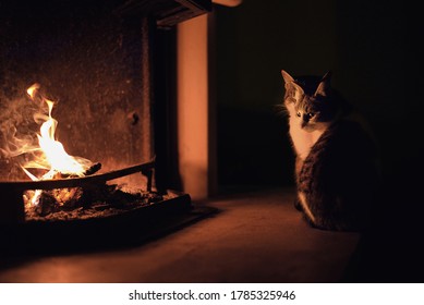 3,898 Cat Fireplace Images, Stock Photos & Vectors 