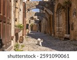 The cats of Rhodes old town roam a back street alley in the medieval old town no people arches Greece