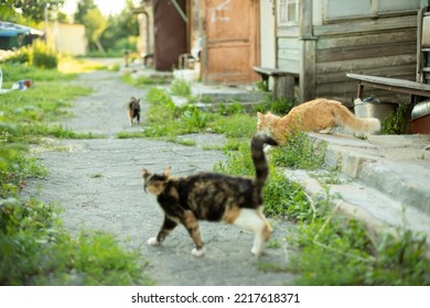 Cats Running Around Yard. Pets Outside In Summer. Cat Family. Homeless Animals. Sunny Picture Of Details Of Countryside. Pets In Ghetto.