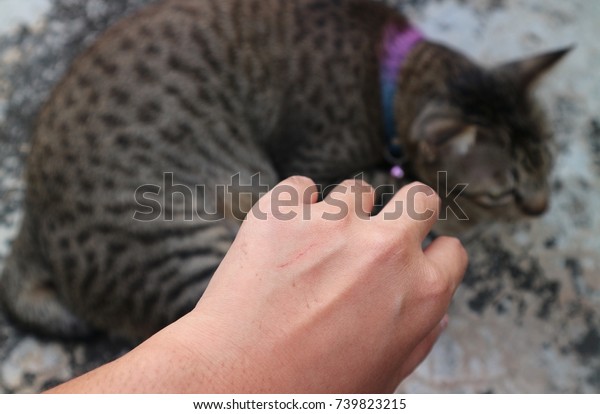 Cats Scratch On Human Hand Blur Stock Photo Edit Now 739823215