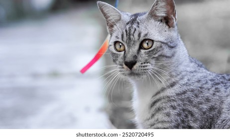 The cat's sharp gaze when looking at a mouse