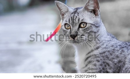 The cat's sharp gaze when looking at a mouse
