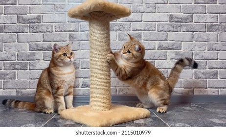 cats sharpening claws on the scratching post on gray wall background
