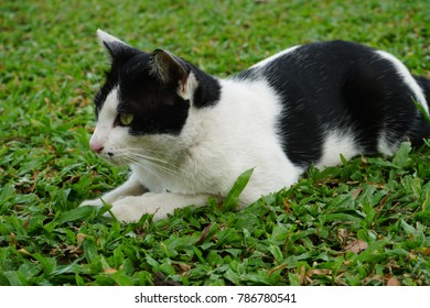 Cats Are Similar In Anatomy To The Other Felids, With A Strong Flexible Body, Quick Reflexes, Sharp Retractable Claws, And Teeth Adapted To Killing Small Prey. 