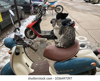 318 Cat biker Stock Photos, Images & Photography | Shutterstock