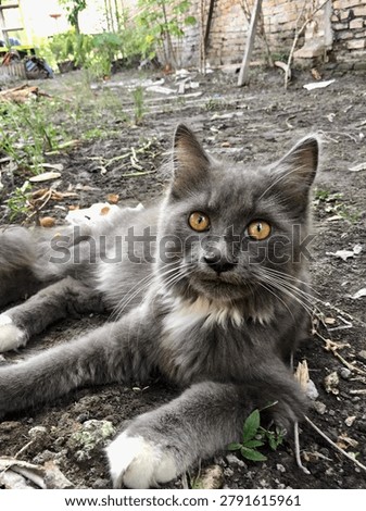 The cats are skilled predators, especially when hunting small prey like mice.