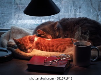 Cats Sleeping Under A Lamp On A Window Sill Of The Window. Outside The Window, Snow, Winter. On The Table Book, Eyeglasses, A Mug With A Hot Drink. Over A Cup Of Steam. Concept - Rest, Home Comfort