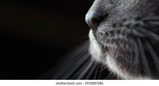 cat's snout nose moustache close-up, macrophoto, Russian blue breed, dark blurred background, wide horizontal banner, selective soft focus, copyspace, concept of pet, care for animals - Powered by Shutterstock