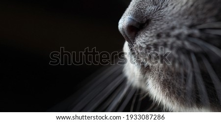 cat's snout nose moustache close-up, macrophoto, Russian blue breed, dark blurred background, wide horizontal banner, selective soft focus, copyspace, concept of pet, care for animals