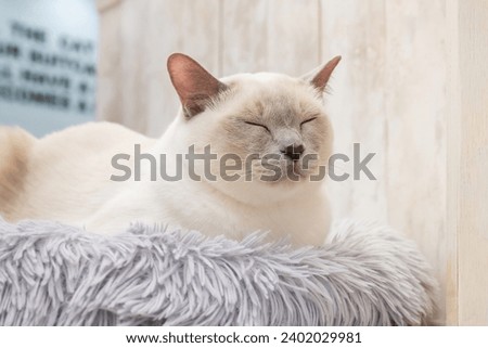 Cats spending time elegantly at a cat cafe