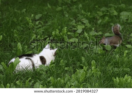 Cats and squirrels do interact in Ireland, but the impact depends on the squirrel species and the environment.