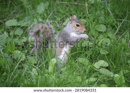 Cats and squirrels do interact in Ireland, but the impact depends on the squirrel species and the environment.
