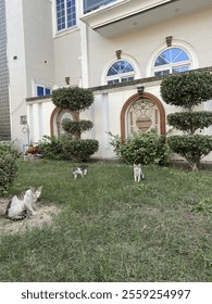 Cats staring and ready to attack 