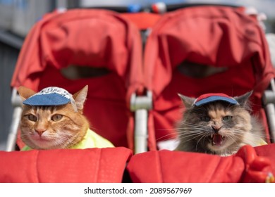 Cats in a stroller on a trip dressed in clothes. First social cat concept
