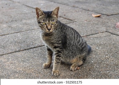 Cats Tabby Tiger Tabby Tiger Cat Stock Photo 552501175 | Shutterstock