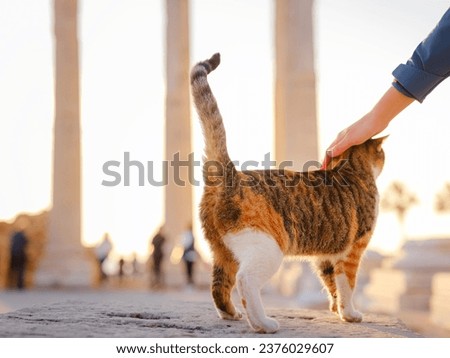 cats of Turkey, small resort town of Side with ancient Greek ruins. female tourist petting stray cat of Side Apollon Temple over sunset time in spring or fall season