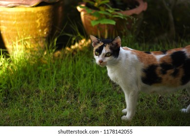 Hund Katze Maus Stock Photos Images Photography