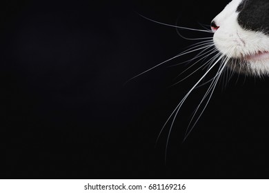 Cats Whiskers