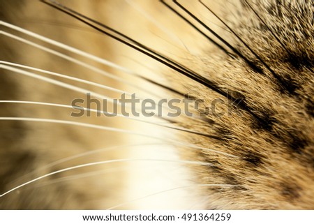 Similar – Image, Stock Photo Cat in the bush Bushes