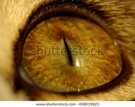 Similar – Image, Stock Photo All eyes on… Animal Pet