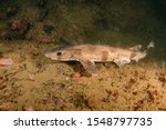 Catshark photographed on the south coast of Norway