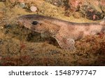 Catshark photographed on the south coast of Norway