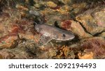 A catshark (Scyliorhinus canicula) on a reef in Cornwall