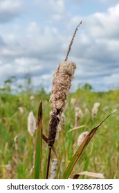 Cattail bud on a swamp in autumn with seed hairs on a cloudy sky background.