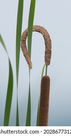 A Cattail With Curled Stamen To Resemble A Shepherd's Staff