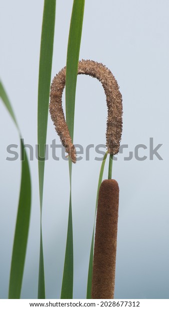 A cattail with curled stamen to resemble a\
shepherd\'s staff