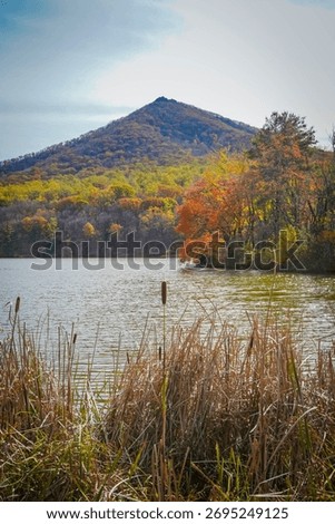 Cattail in front of Sharp Top, Peaks of Otter - Bedford, VA