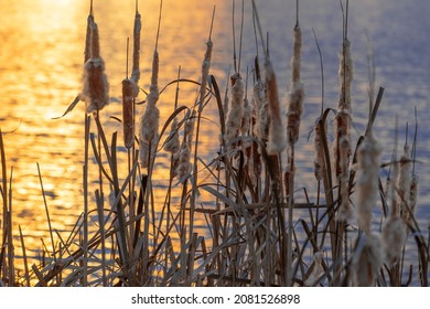 The cattail genus (Typha spp.) is an erect, perennial freshwater aquatic herb. Fruit of cattail at sunset against the background of frozen lake