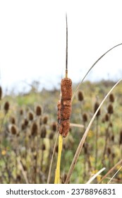 Cattail creciendo en un