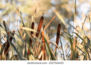 Cattail sobre el agua