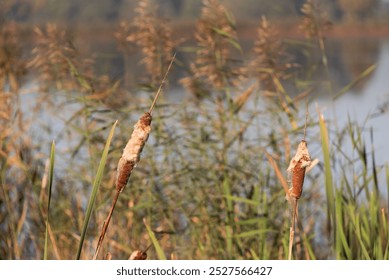 Cattail sobre el agua