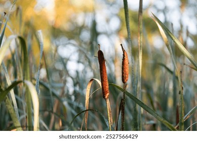 Cattail sobre el agua