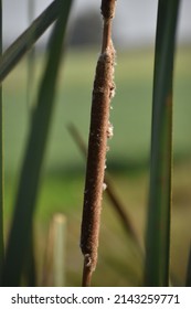 Cattail plant. The tiny unisexual flowers are borne on a dense cylindrical spike, with the male flowers located above the female flowers.