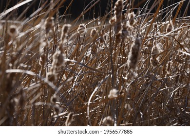 2,203 Cattail seeds Stock Photos, Images & Photography | Shutterstock