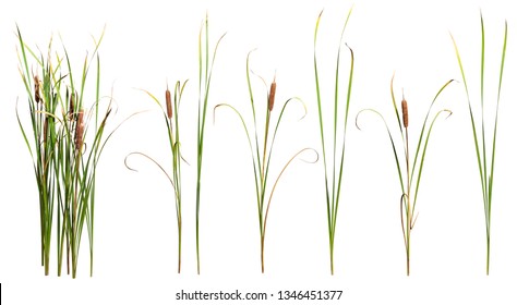 Cattail and reed plant isolated on white background	
				