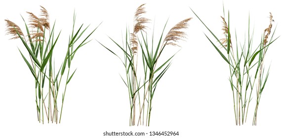 	
				Cattail and reed plant isolated on white background. Wild grass
				