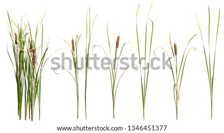 Cattail and reed plant isolated on white background	
