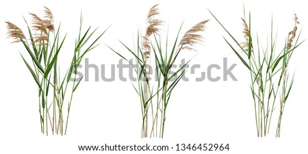 	
Cattail and reed plant isolated on white background. Wild grass
