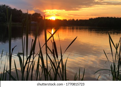 Cattail Silhouette On The Lake Shore At Sunset In Summer