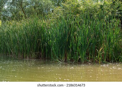 Cattail Thickets In The Pond