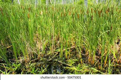 cattails