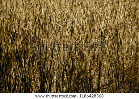 Similar – Image, Stock Photo wheat field