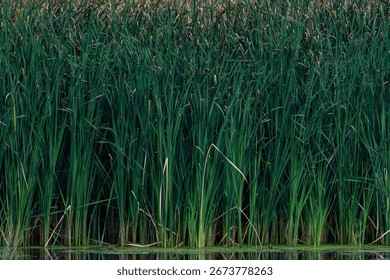 Cattails create patterns along a DesPlaines River backwater area at Kerry Seridan Grove at McKinley Woods Forest Preserve in Will County, Illinois